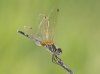 J19_9228 Trithemis pallidinervis female